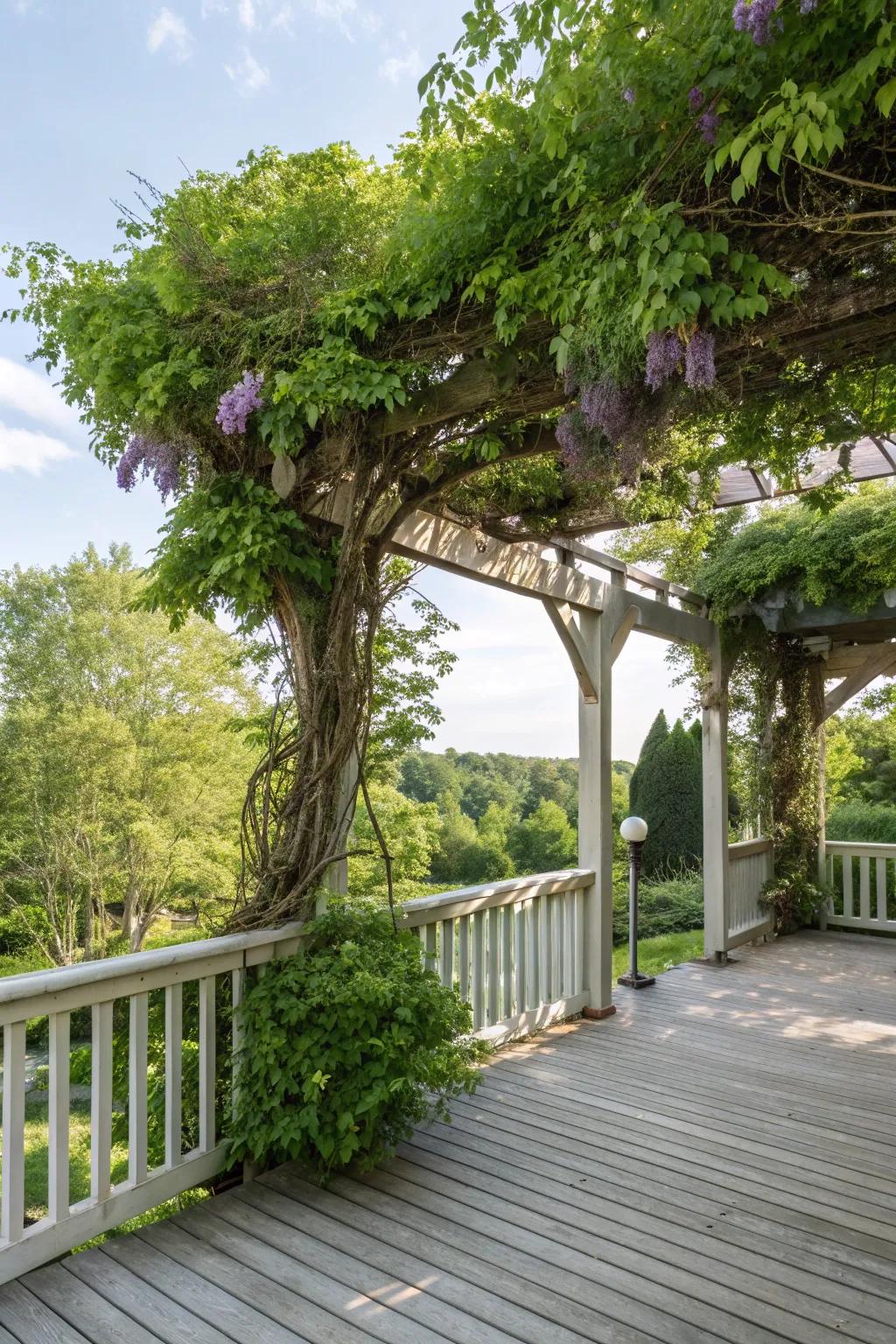 A green oasis with climbing plants over the arbor.
