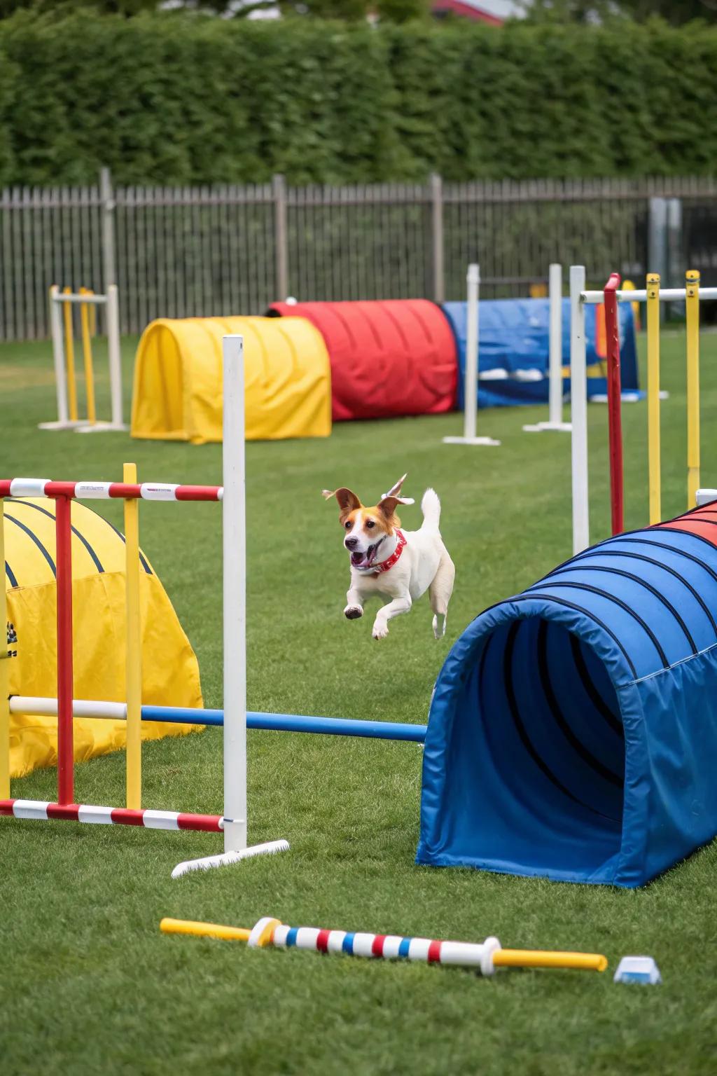 Challenge your dog with an exciting backyard agility course.