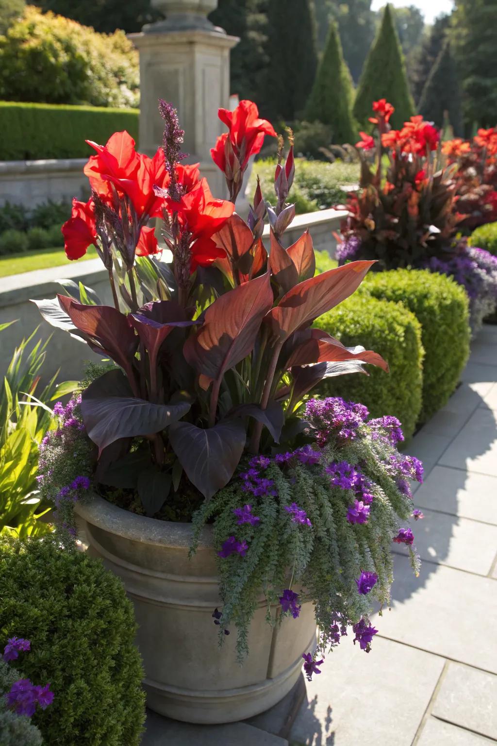 Pairing canna lilies with contrasting foliage creates a vibrant garden display.
