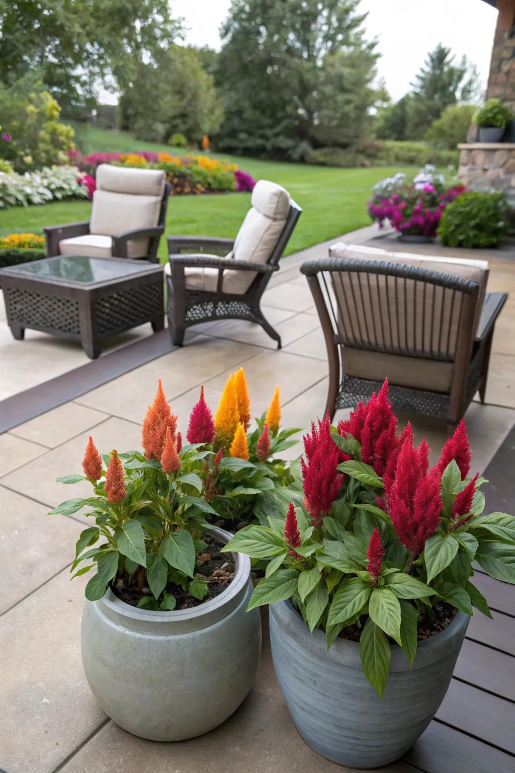Celosia adds a lively touch to patio decor.