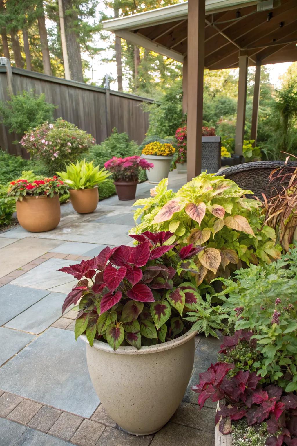 Coleus Containers on a Vibrant Patio