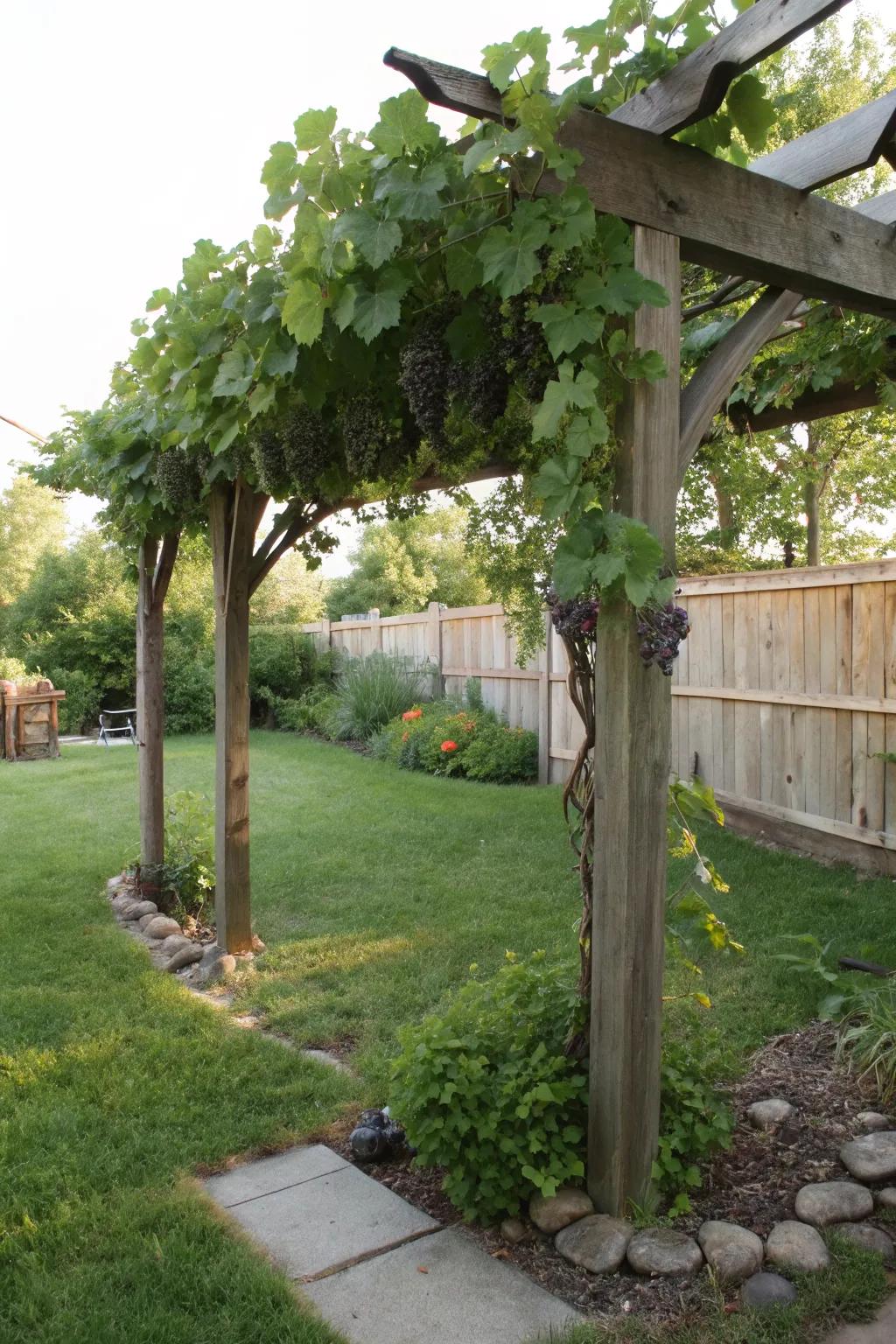 A budget-friendly freestanding T-post trellis for your grapes.