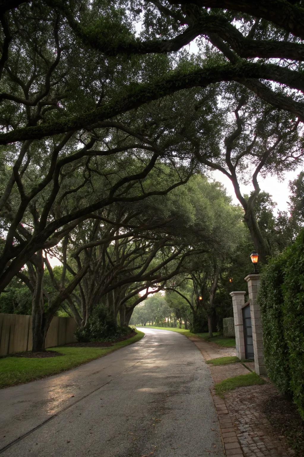 Nature's own canopy for a shaded driveway.