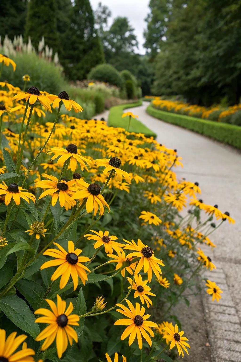 A sunny garden border filled with vibrant Black-Eyed Susans.