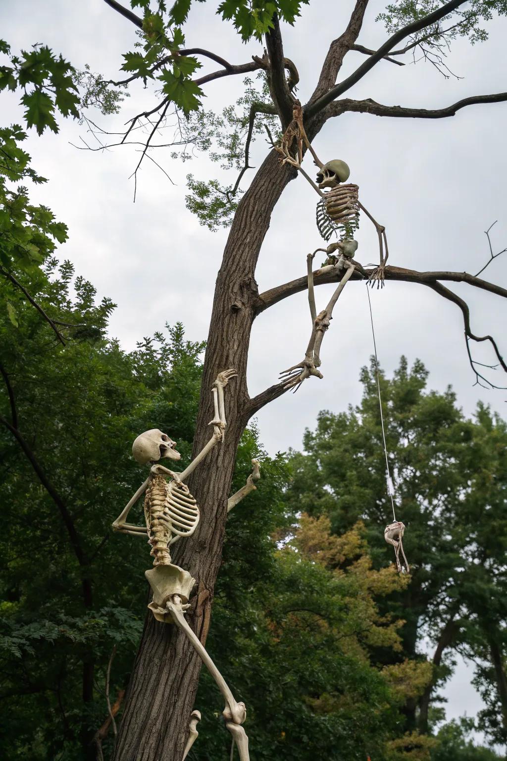 Skeletons scaling a tree create a playful and unexpected Halloween sight.