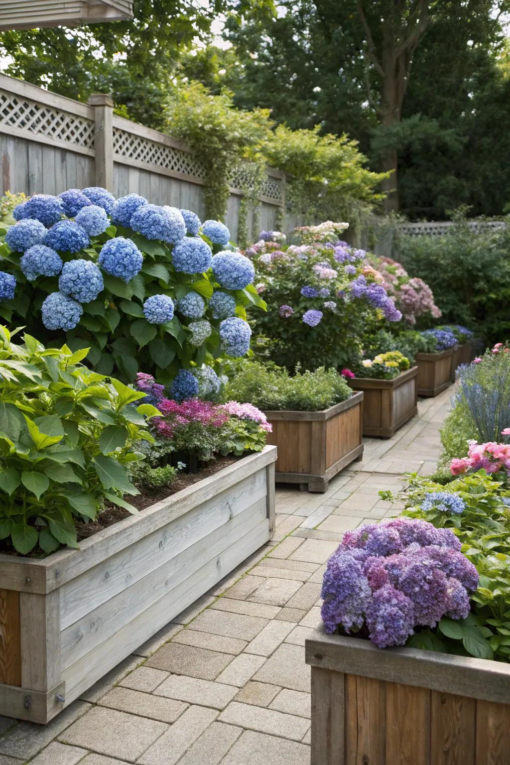 Hydrangeas in raised beds and containers for added garden dimension.