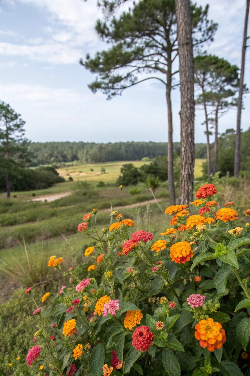 Lantanas nestled in a natural landscape, creating harmony with surrounding trees and open spaces.