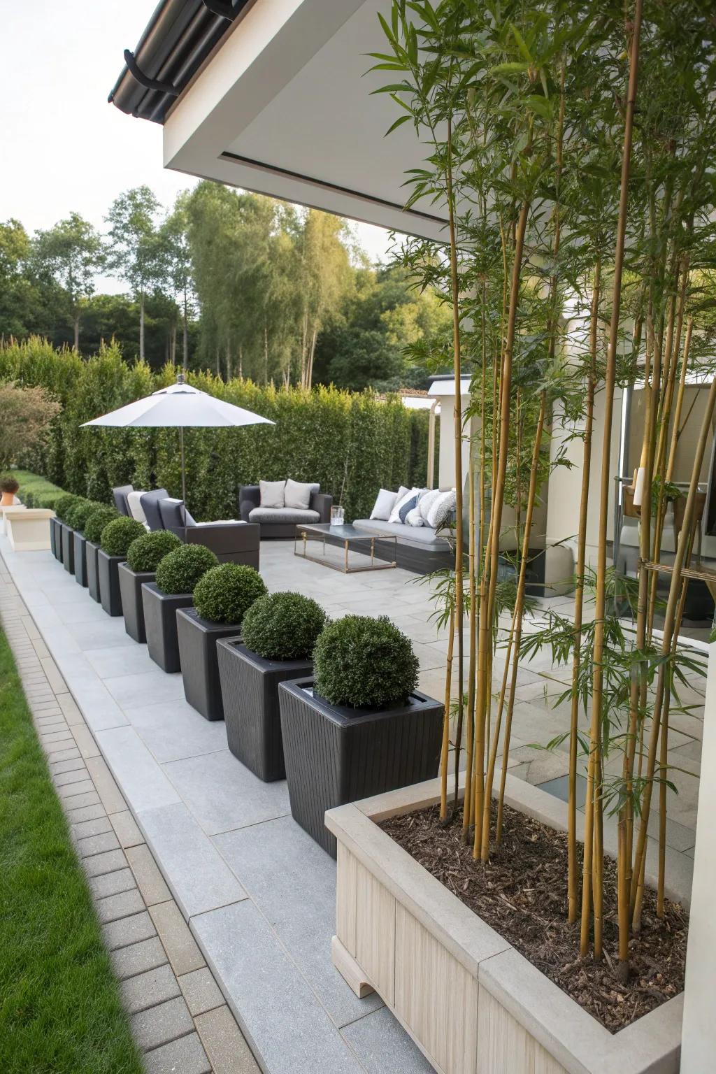 Potted bamboo plants offering a versatile and stylish fencing option.