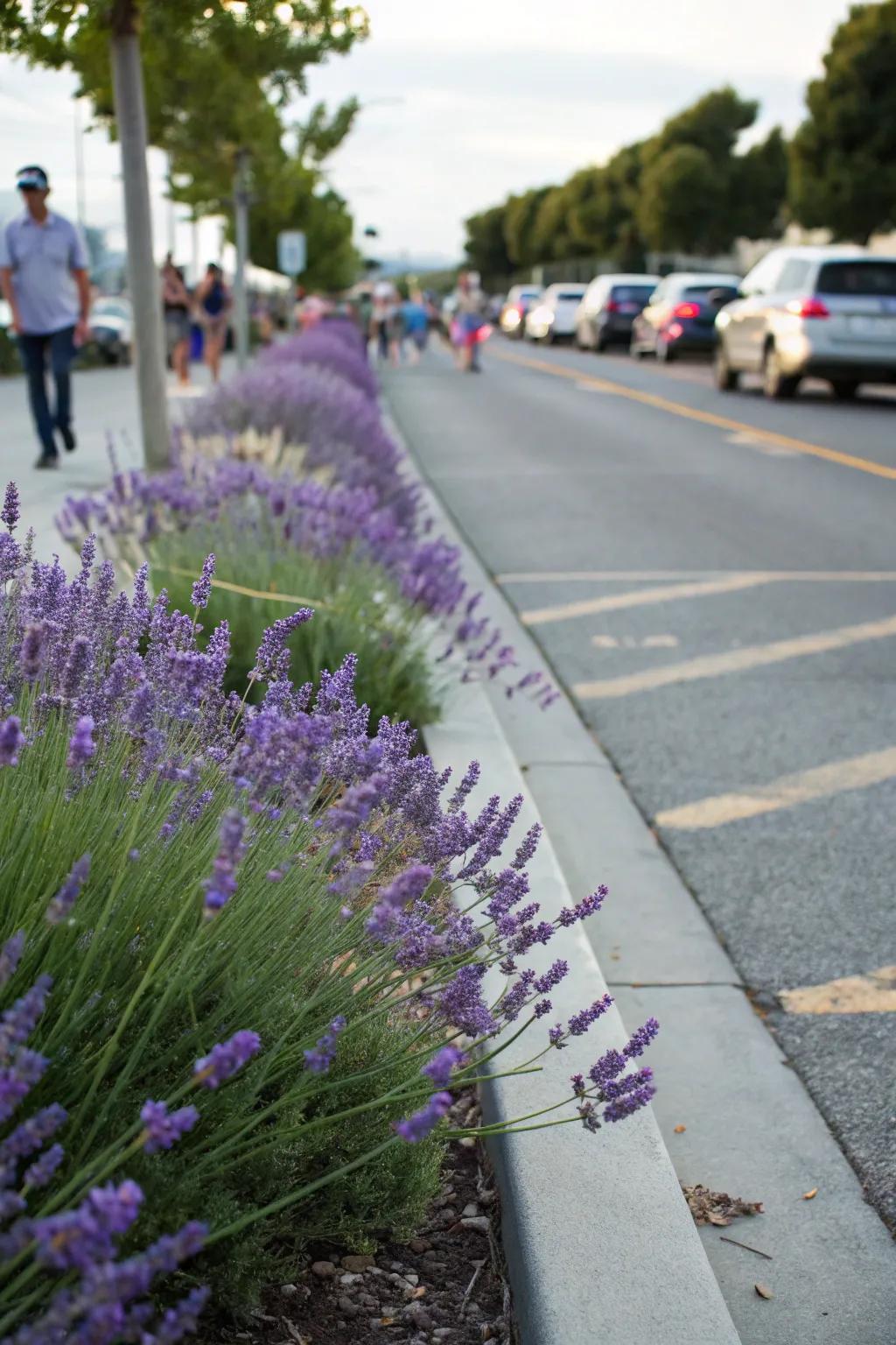 Lavender adds color and fragrance while being easy to maintain.