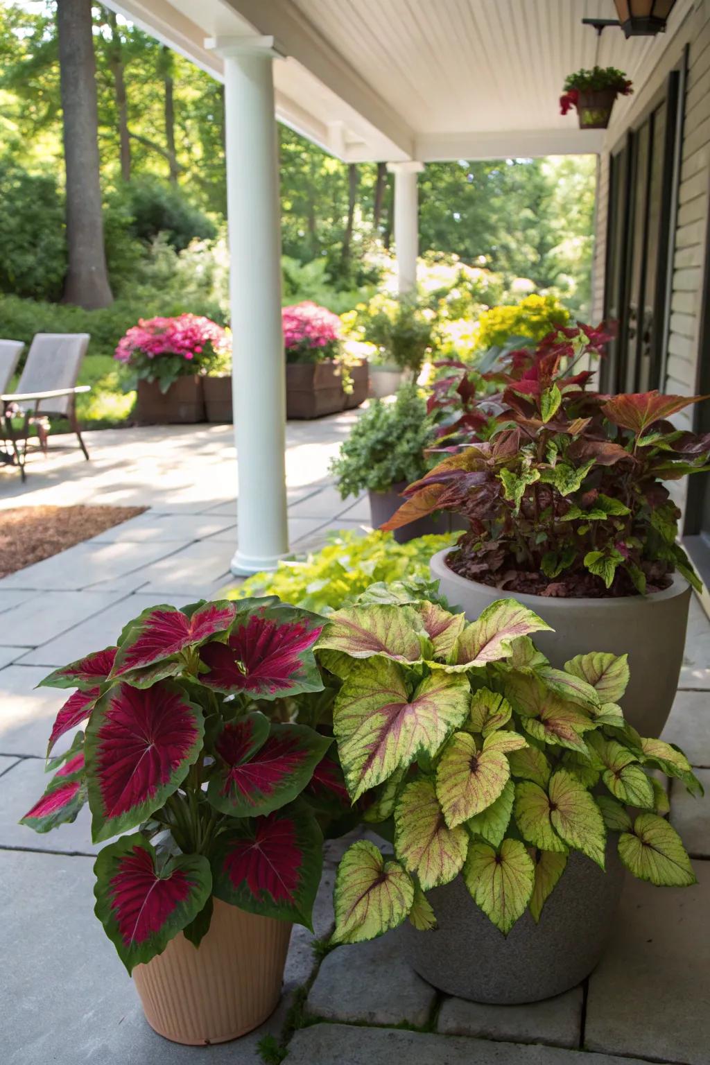 A fiesta of colorful foliage with coleus and caladiums, perfect for shaded spots.