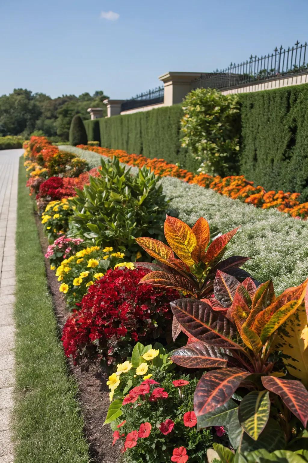 Mammy Crotons mingling with vibrant flowers in a mixed planting.