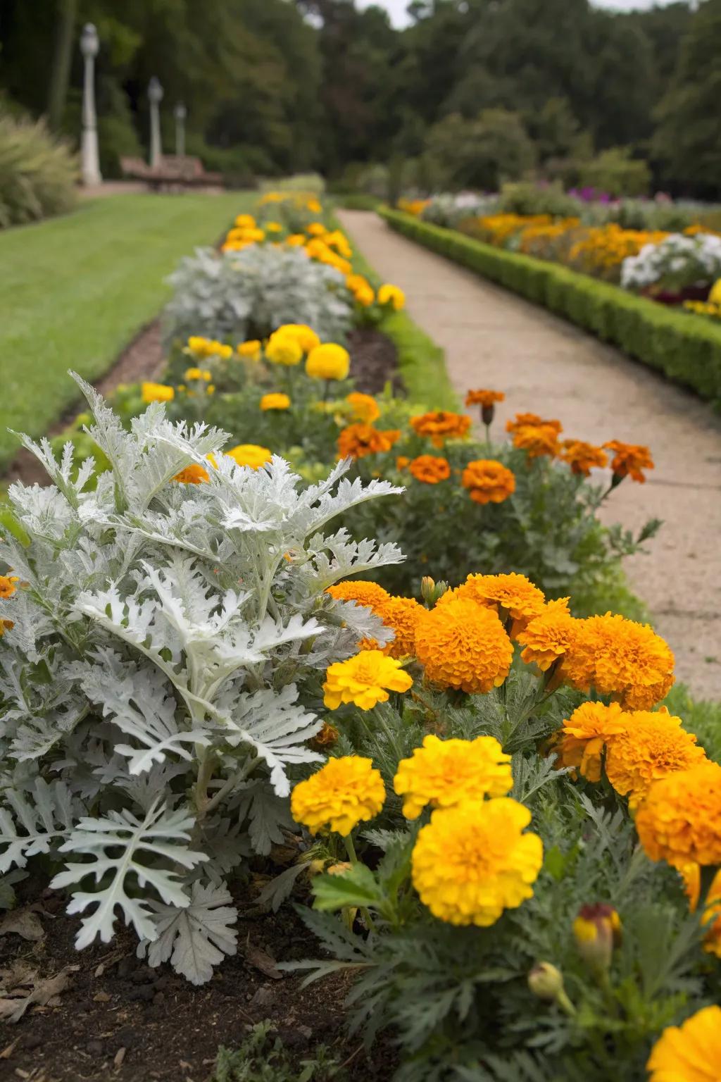 Marigolds paired with contrasting dusty miller foliage for a dynamic look.