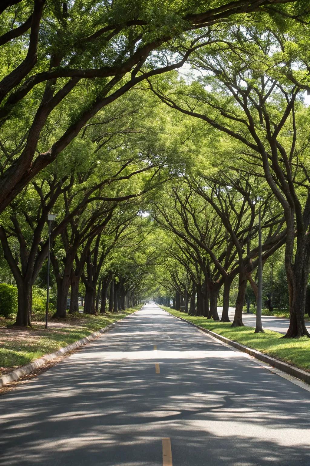 Trees add shade and structure to median landscapes.
