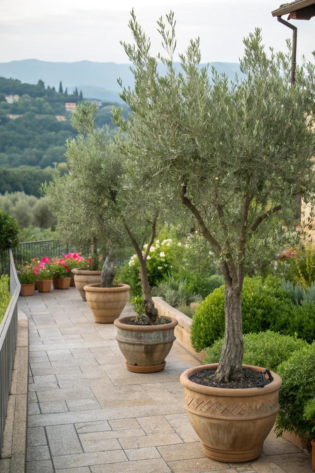 Olive trees and greenery create a Mediterranean oasis.