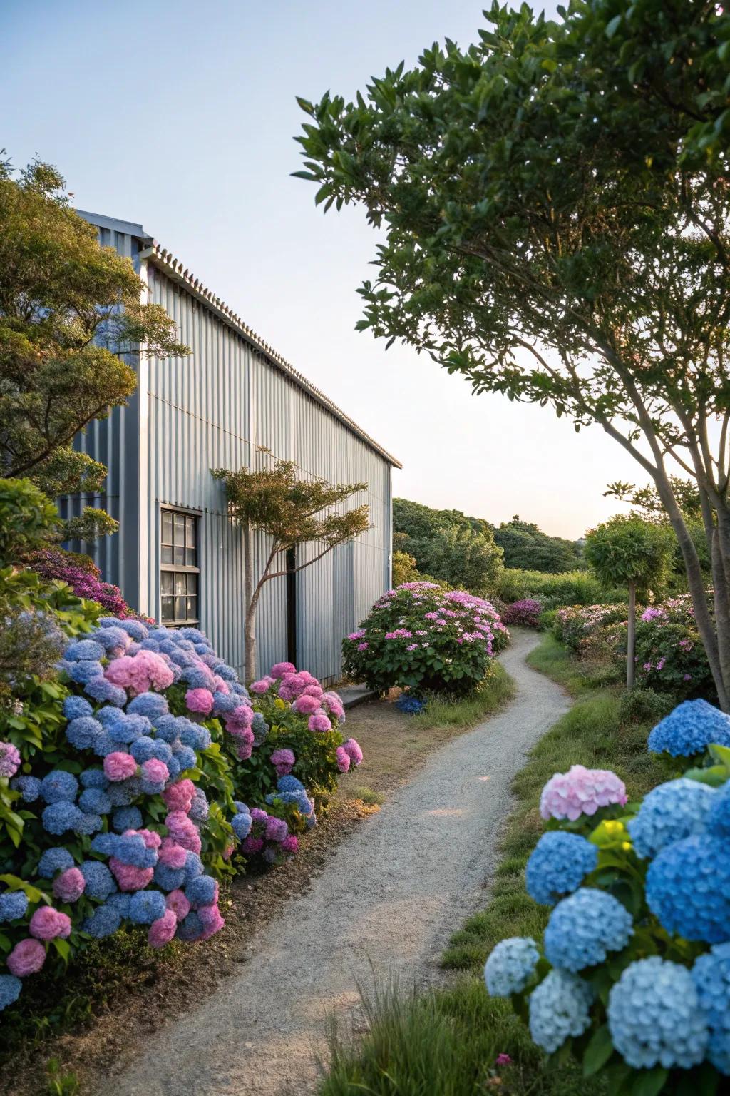 Hydrangeas enhancing the appeal of a metal building.