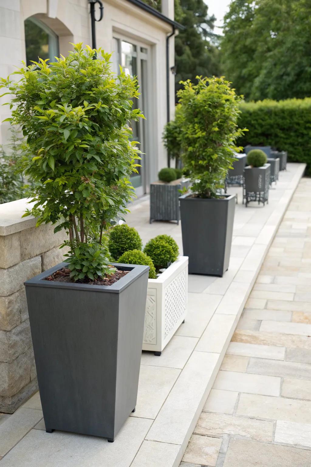 Nandina in containers adds vibrant life to patios and porches.