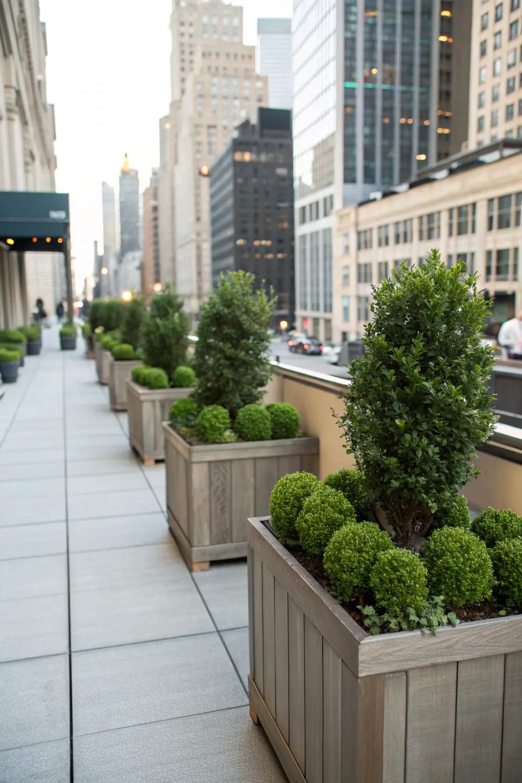 Green up your terrace with elegant boxwood planters.