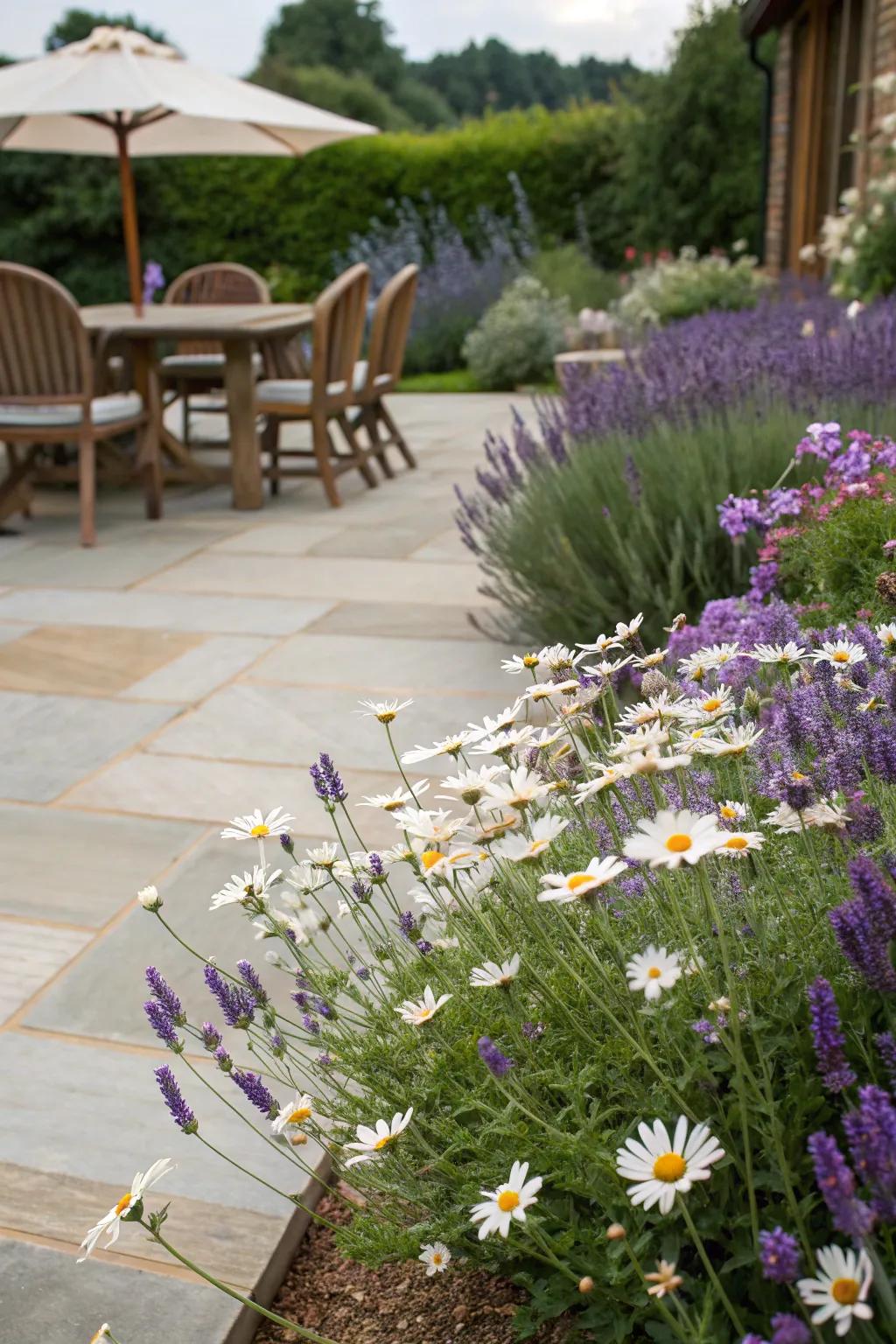 Perennial borders with lavender and daisies defining patio edges.