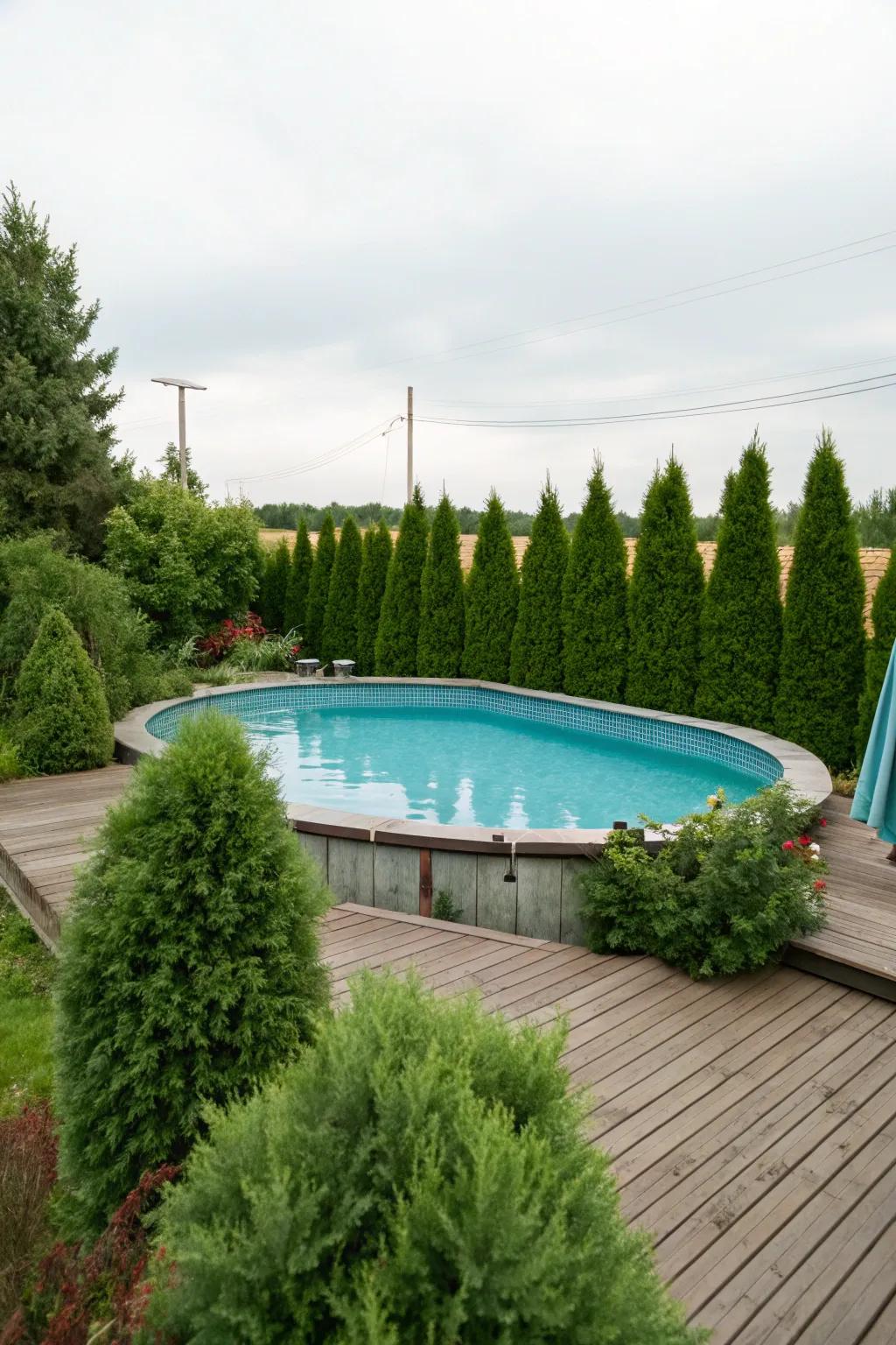 Evergreens ensure your pool area stays vibrant all year.