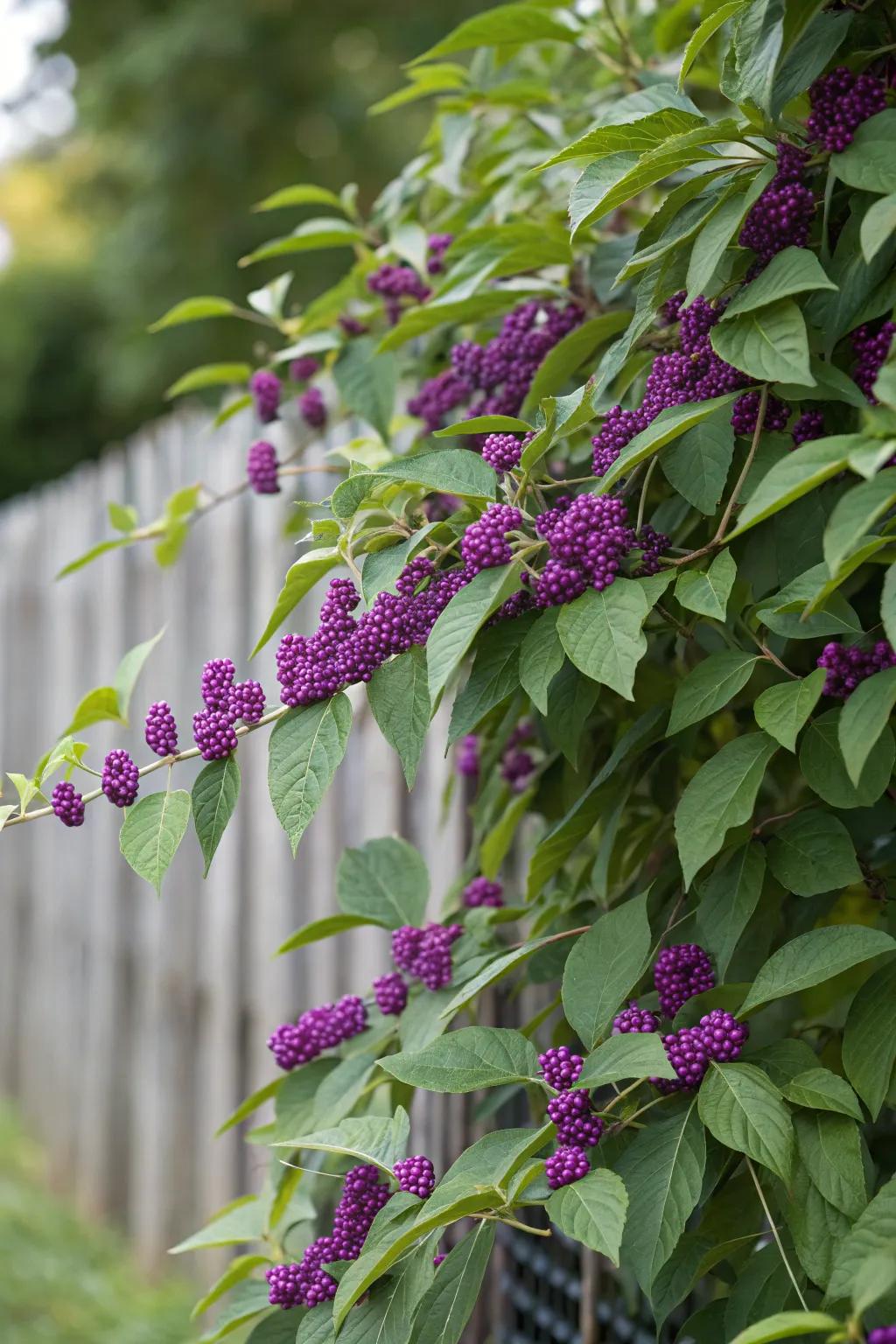 Beautyberry shrubs offering vibrant privacy with colorful berries.