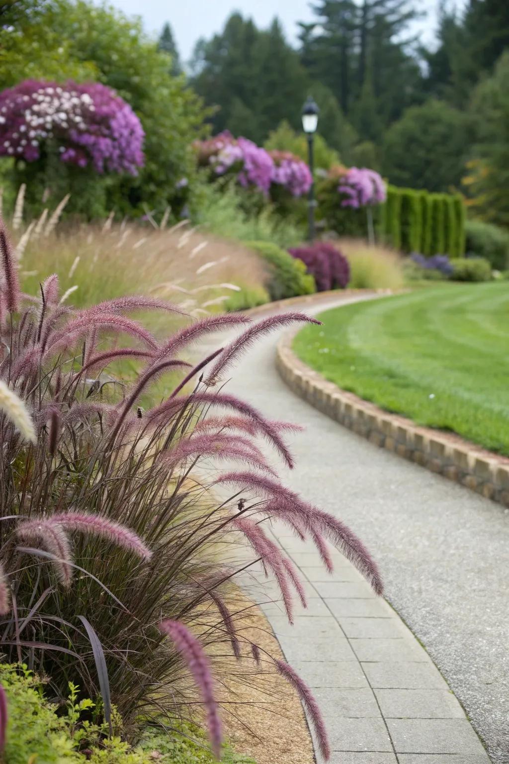 A garden pathway elegantly edged with purple fountain grass.