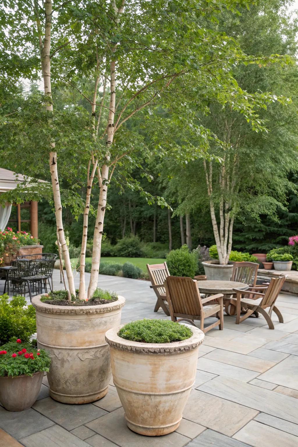 Elevate your patio with river birch in containers.