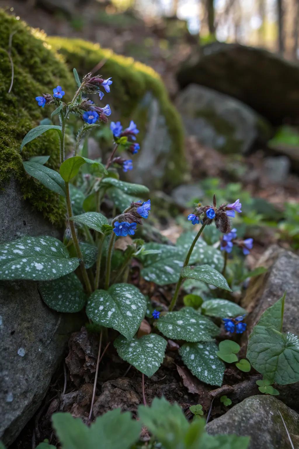 Lungwort adds a touch of whimsy with its unique foliage and blooms.