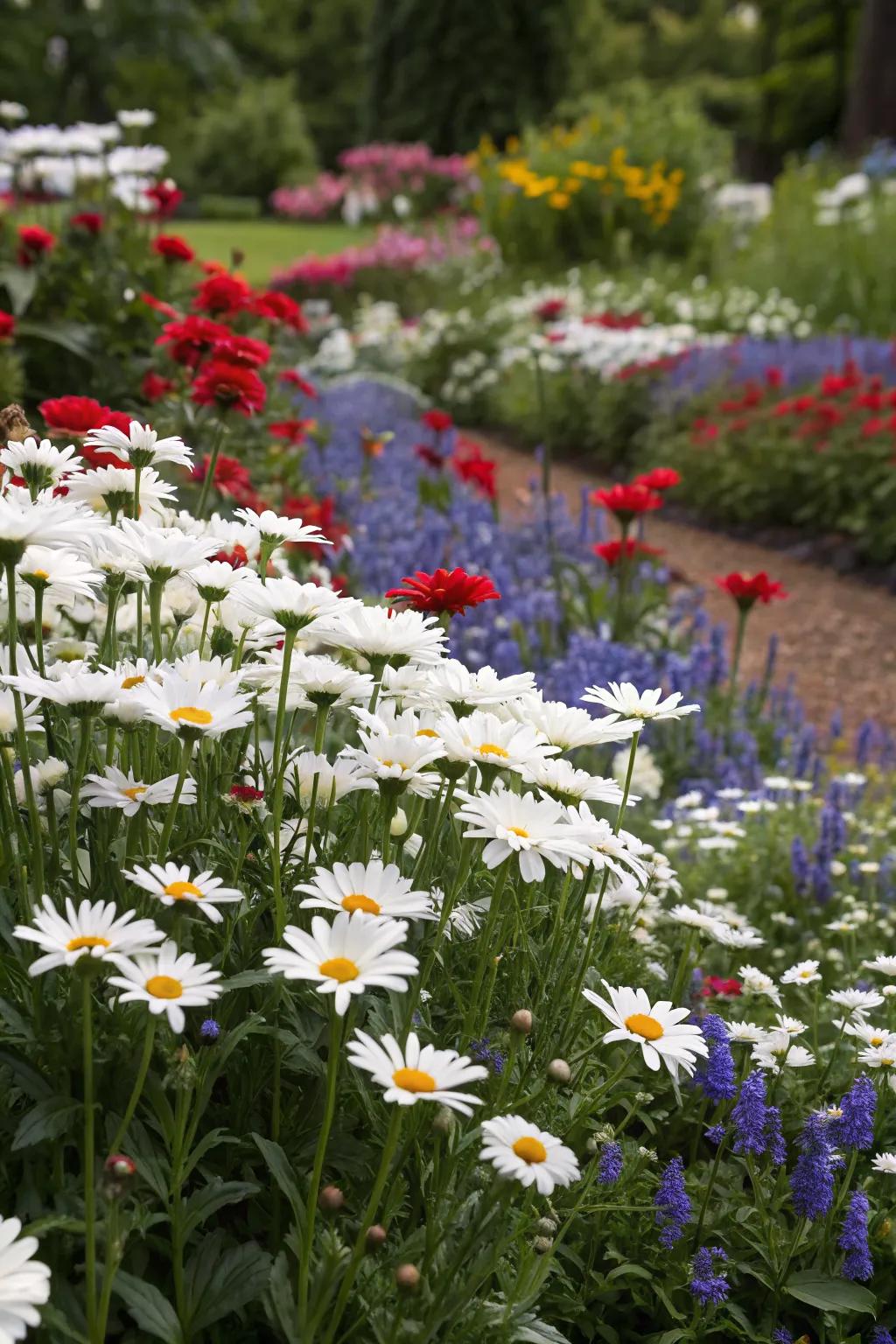 Bold and beautiful: Shasta daisies paired with vivid contrasting colors.