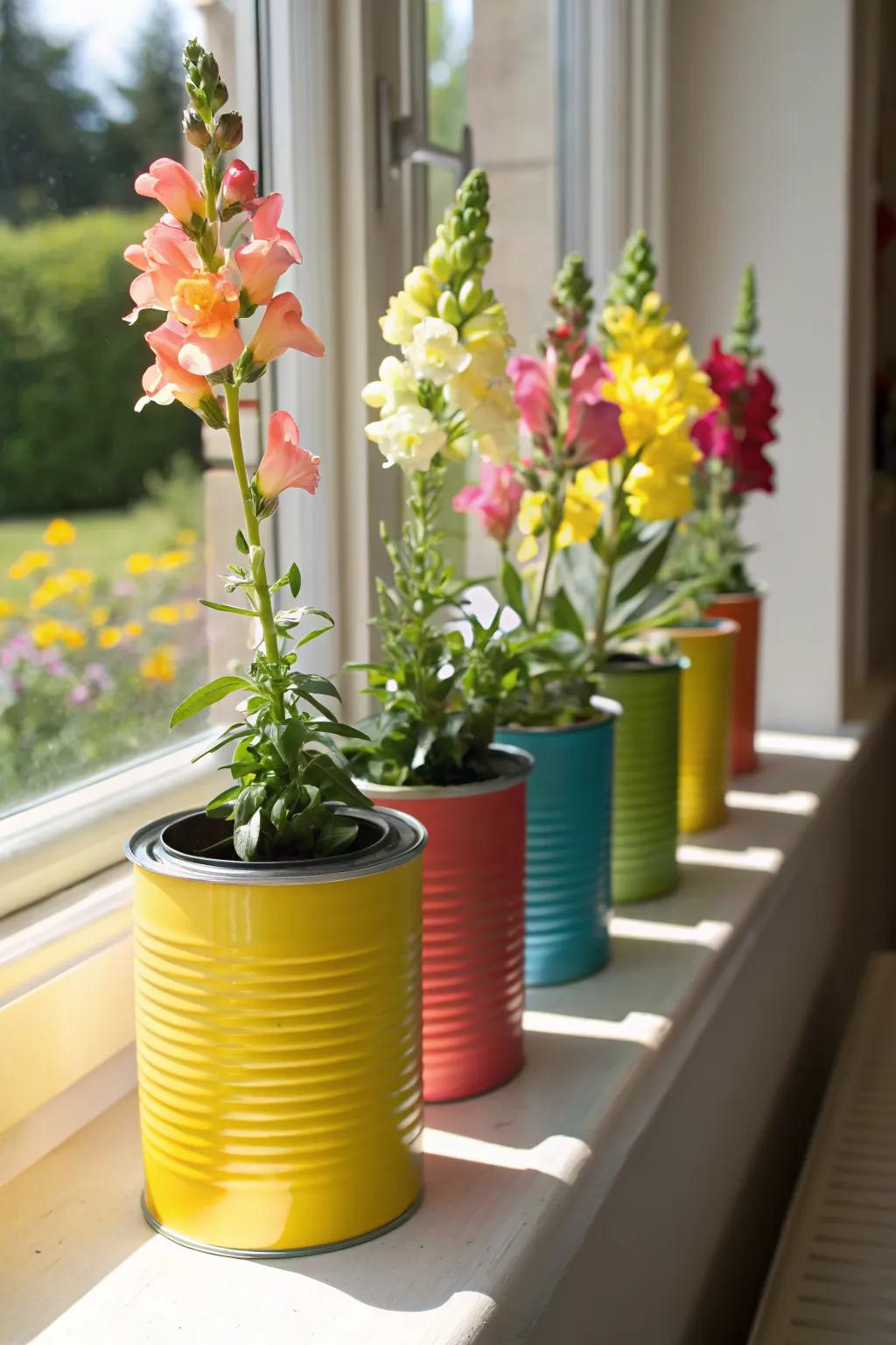 Colorful tin cans transformed into eco-friendly planters for snapdragons.