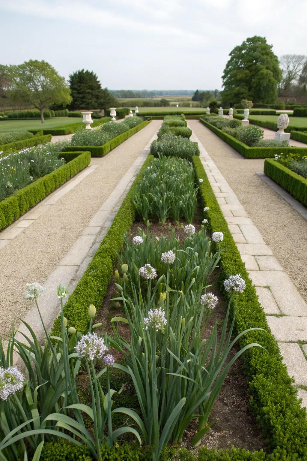 Society garlic lends elegance to formal garden designs.