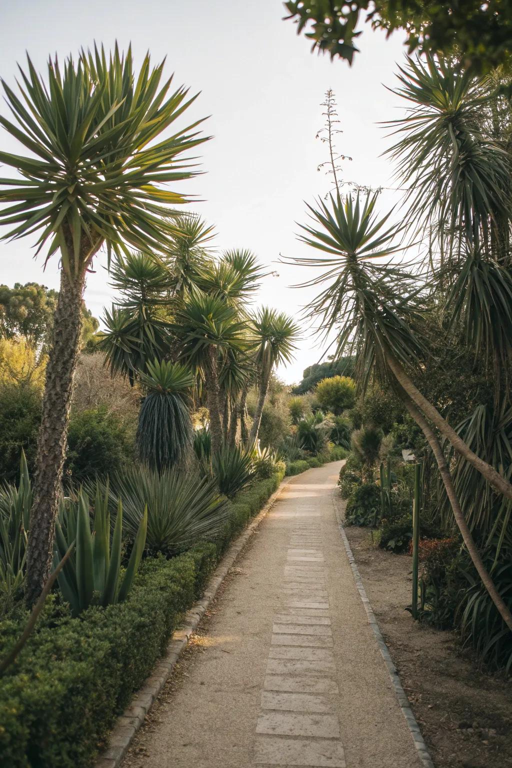 Yucca plants used to border a garden pathway.