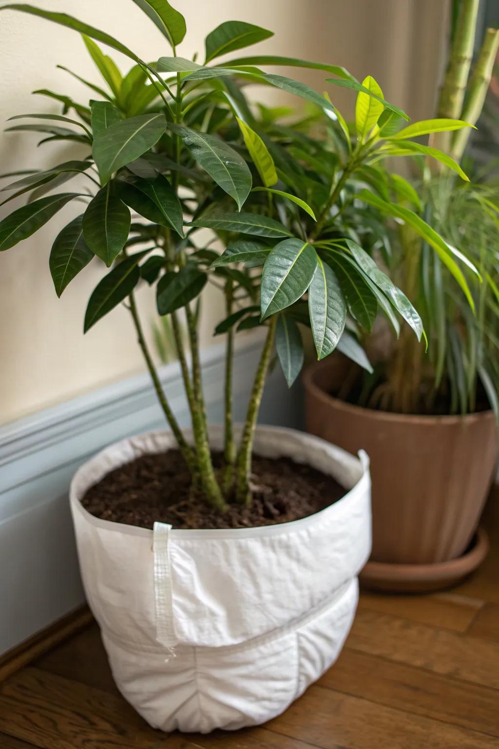 Keep plants hydrated longer with diapers in pots.