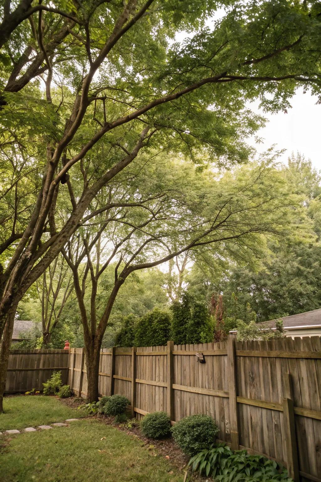 Mixing tree varieties creates a rich, textured screen.