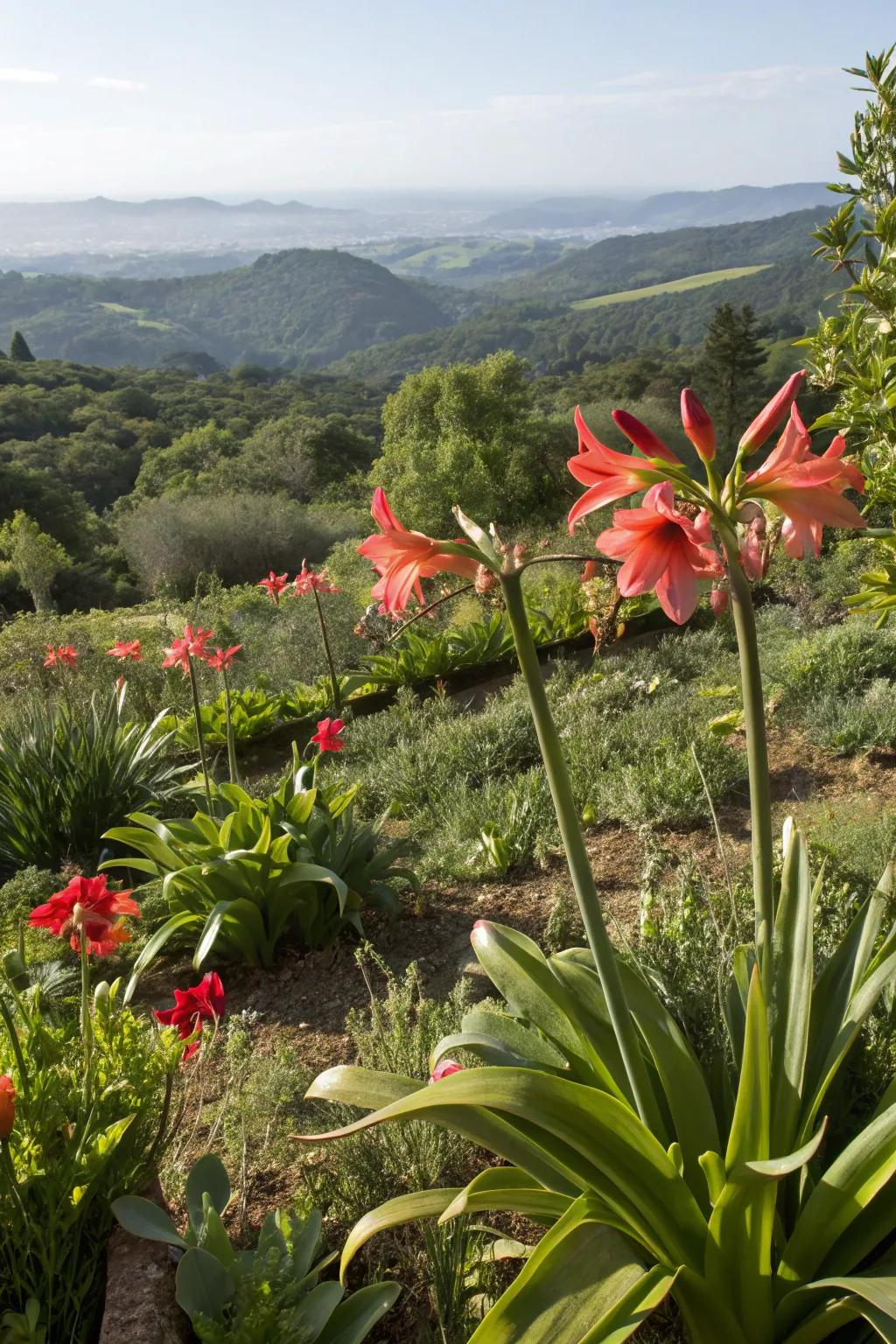 Amaryllis as focal points in a larger garden landscape.