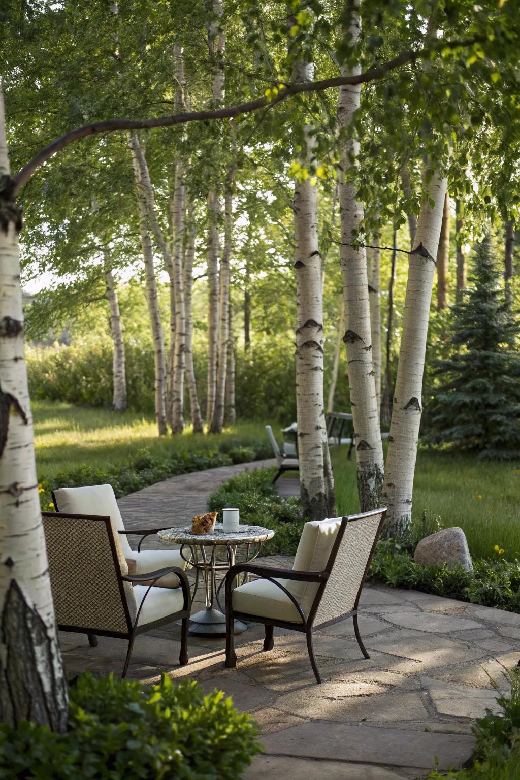 Birch trees offer a cool, inviting shade for outdoor relaxation.