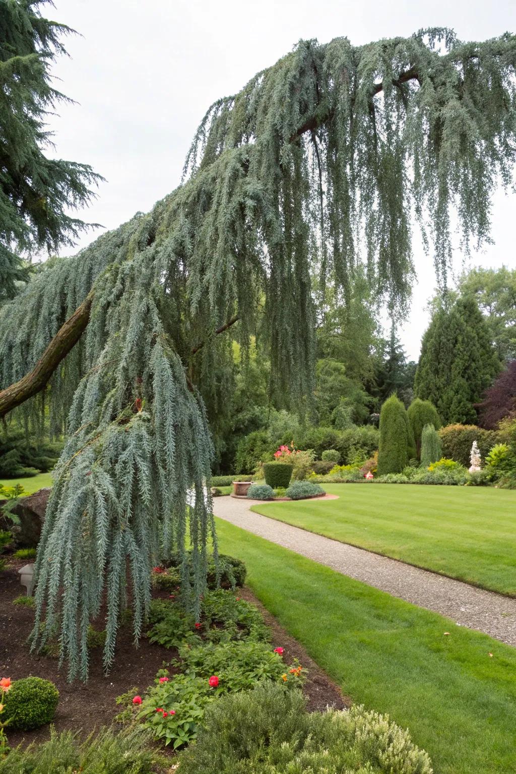 Add drama with a weeping Blue Atlas Cedar.