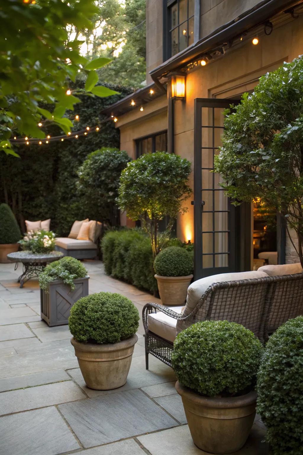 Boxwoods bring a touch of green to your favorite outdoor nook.