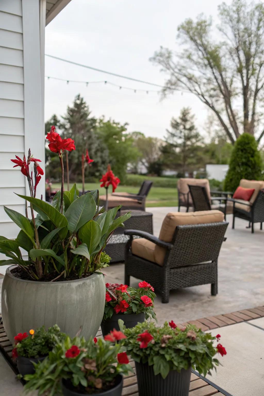 Canna lilies bring life and color to patio spaces.