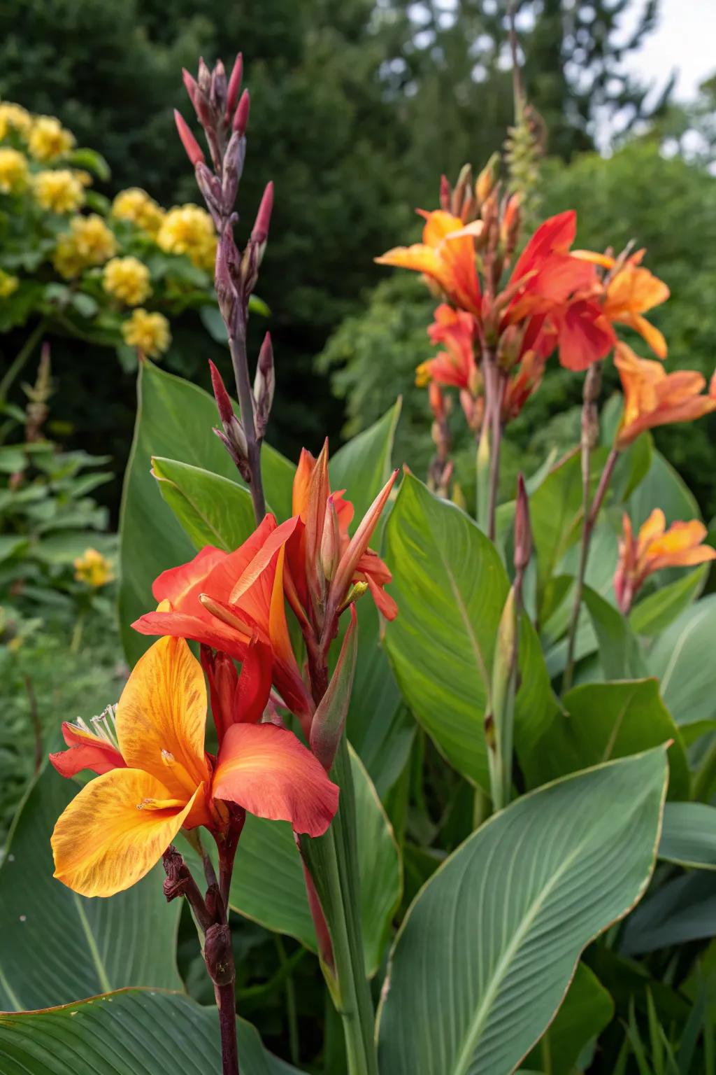 Dark leaves of canna lilies contrast beautifully with surrounding lighter foliage.