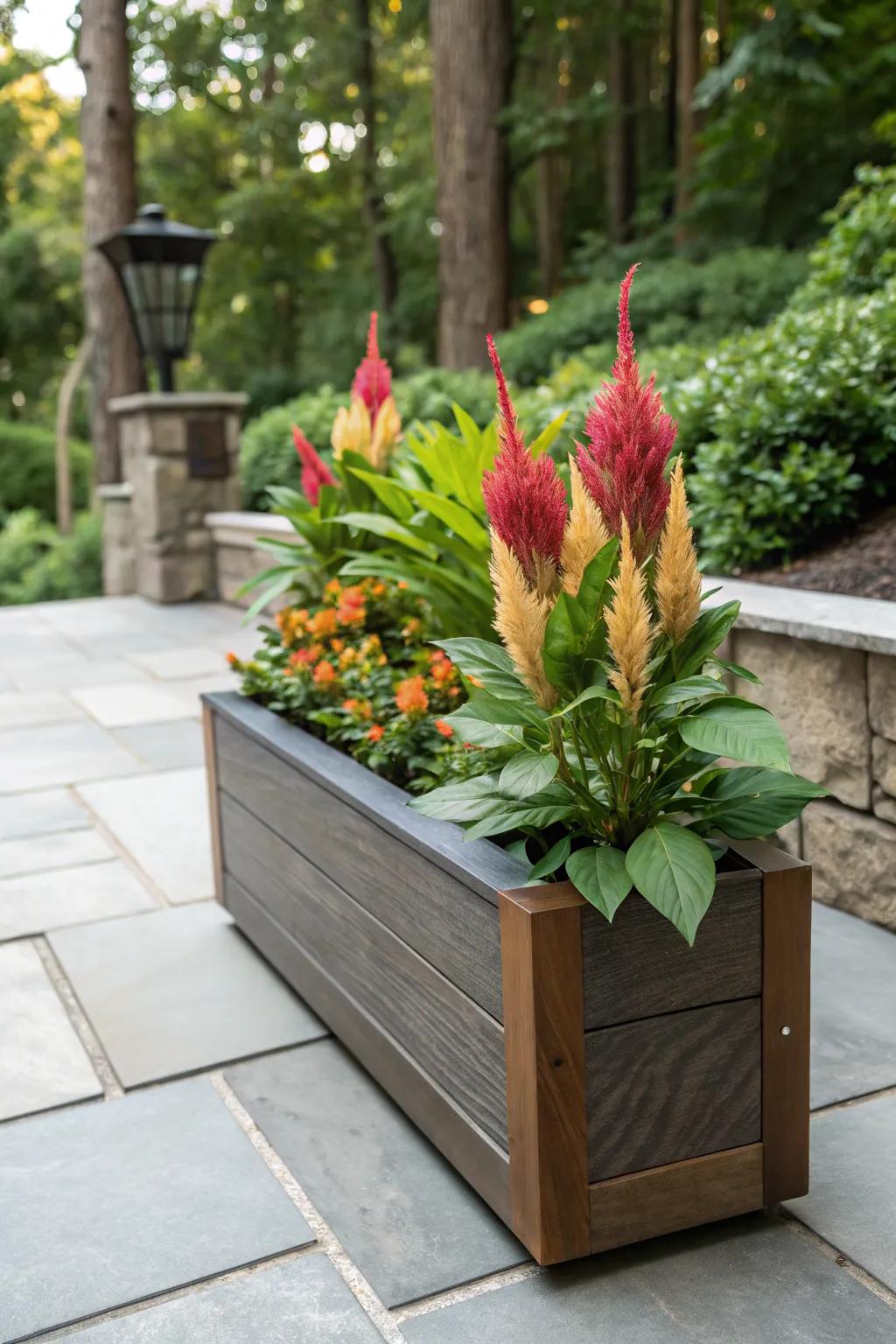 Wooden boxes provide a sophisticated home for celosia plants.
