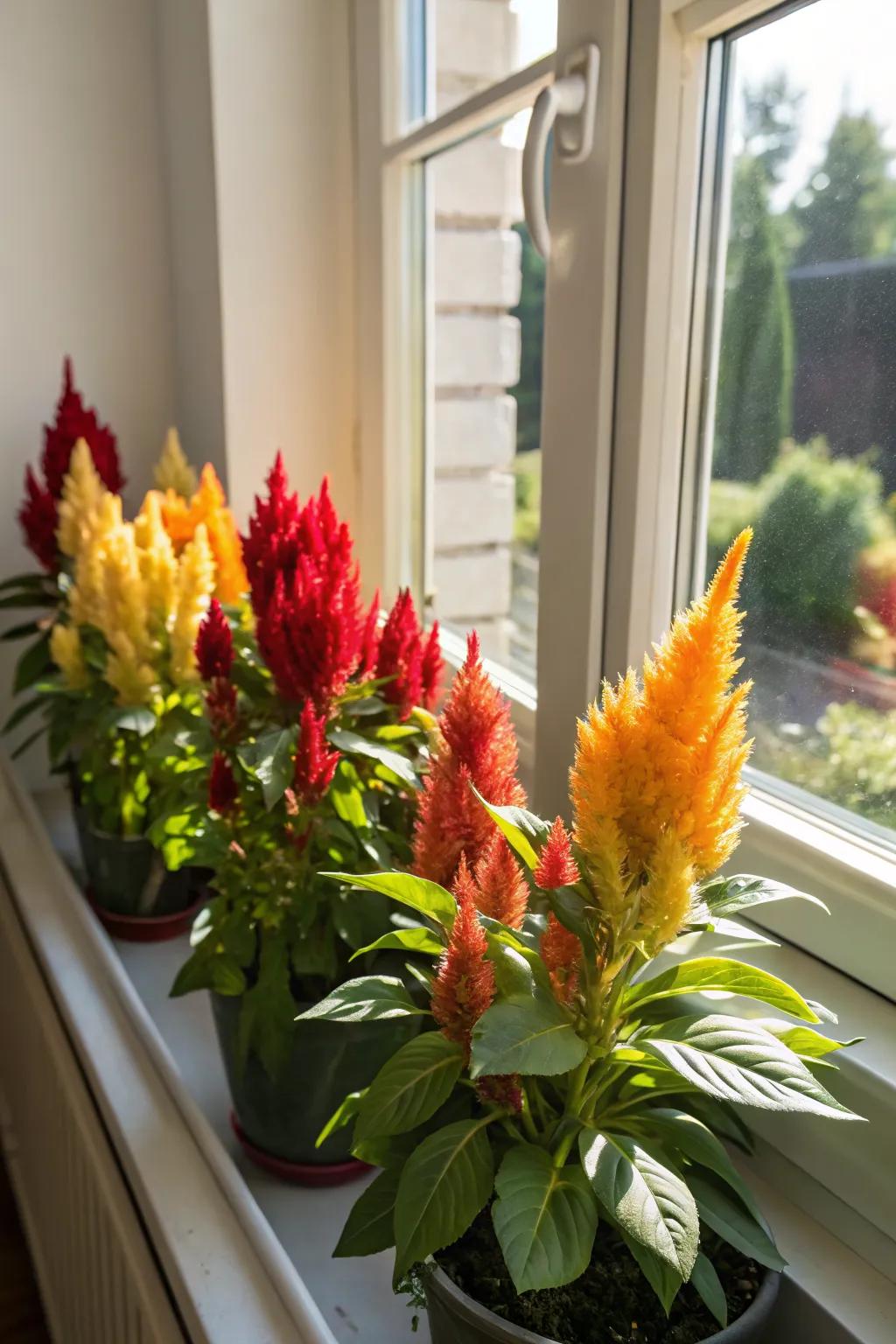 Celosia brightening up a windowsill with vivid colors.