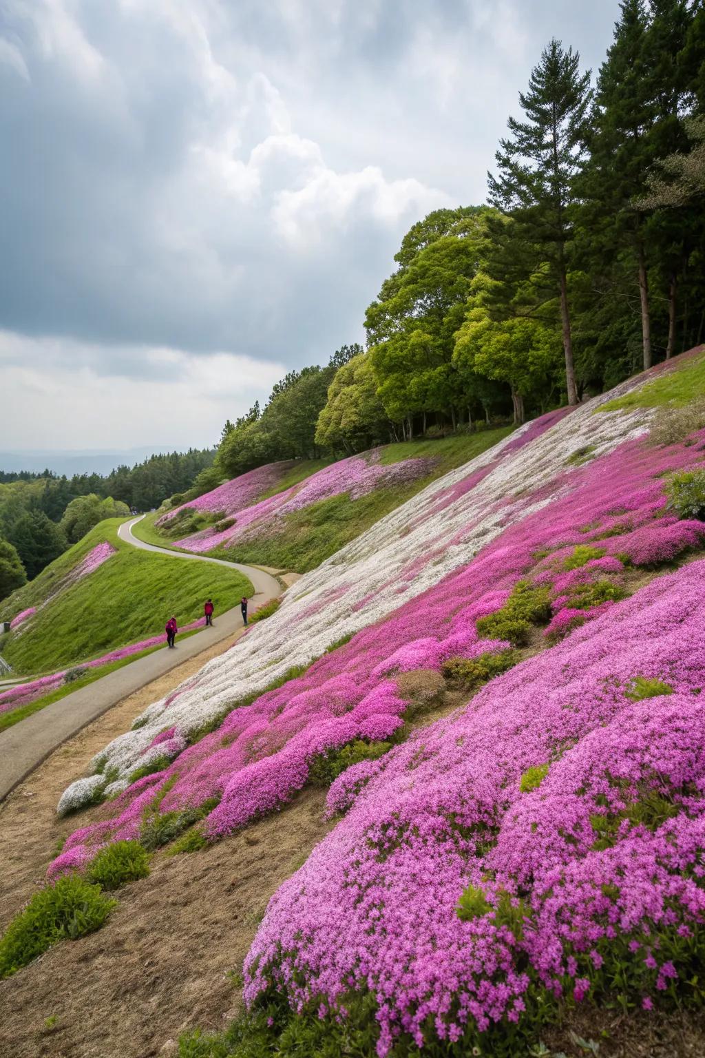 Creeping phlox beautifying a hillside.