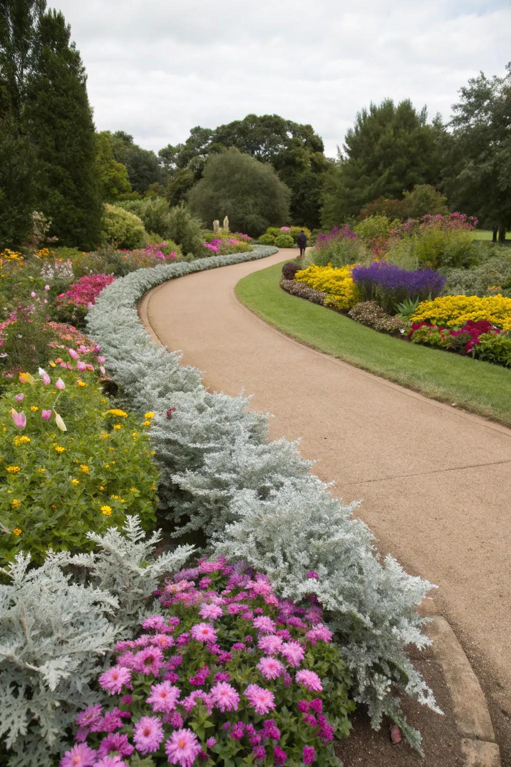 Dusty miller edges pathways with elegance.
