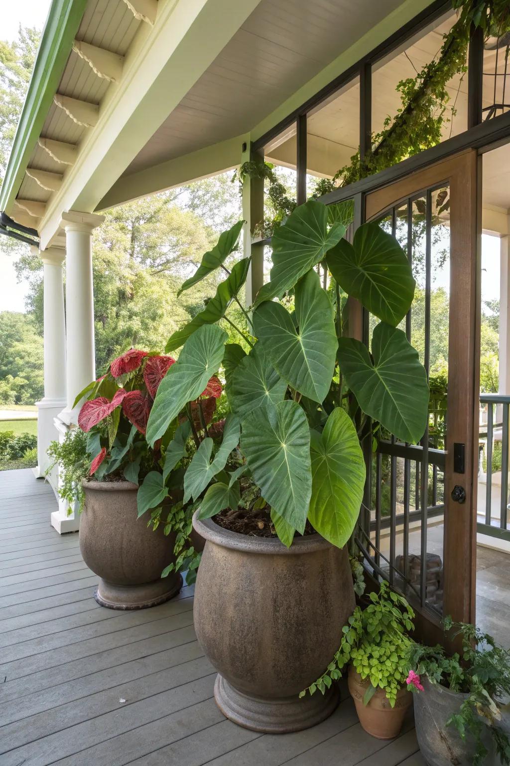 Make a bold statement with showstopping elephant ears in containers.