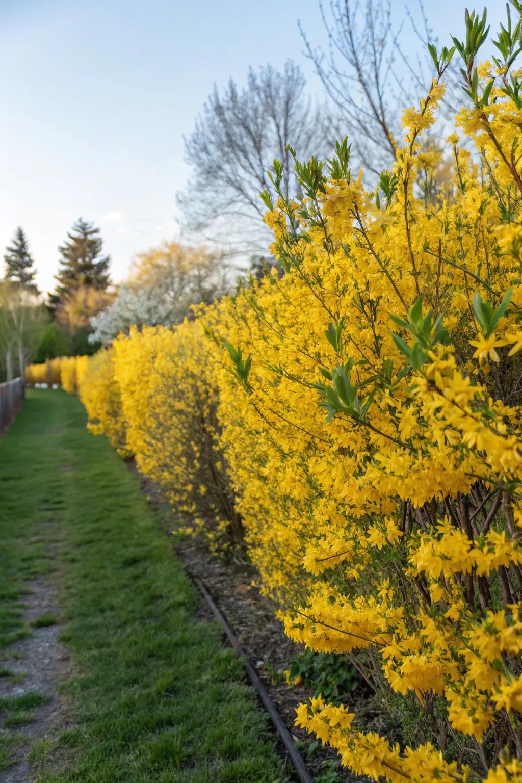Forsythia hedges bring early spring color to your yard.