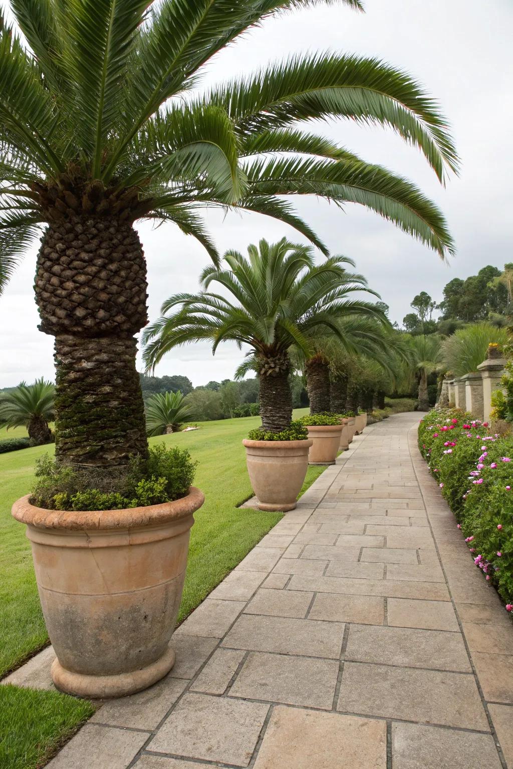 Elegant potted sago palms provide a flexible landscape solution.