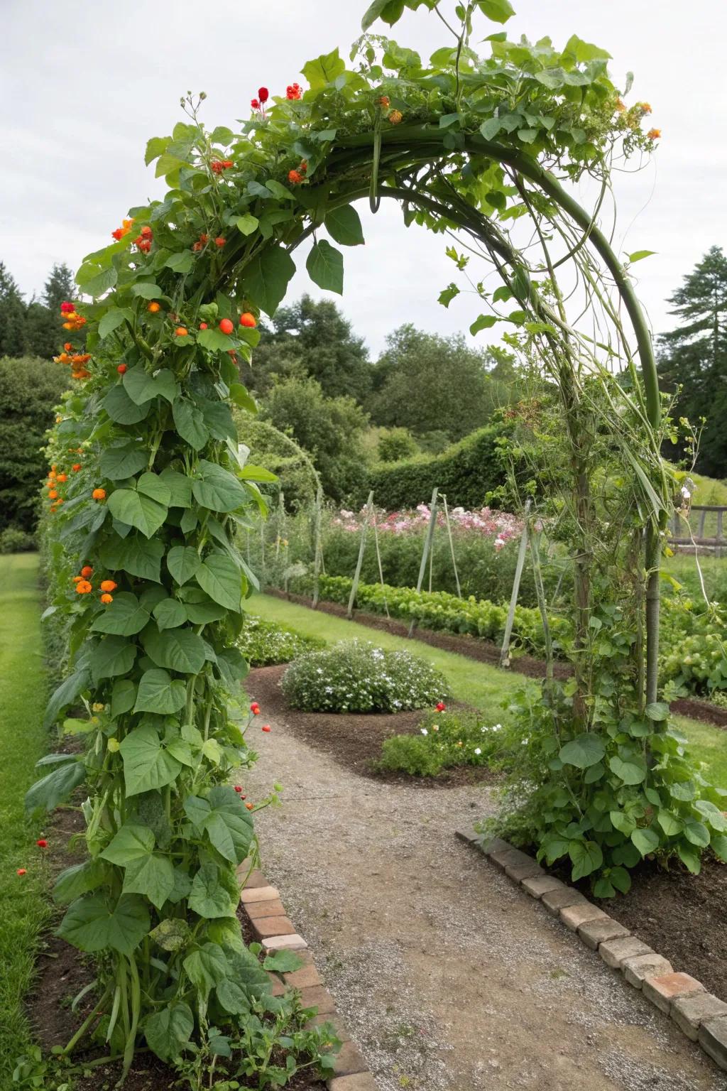 A living garden arch adorned with climbing vegetables.