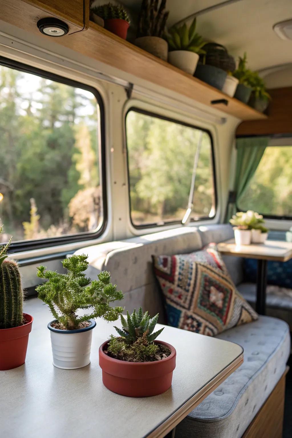 Indoor plants and succulents adding a fresh feel to an RV interior