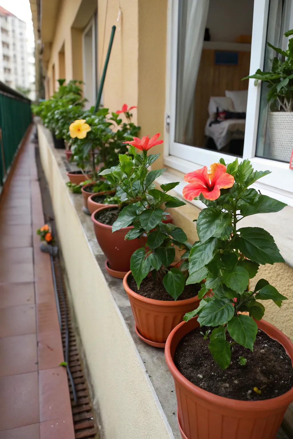 Compact pots bring hibiscus beauty to narrow spaces.