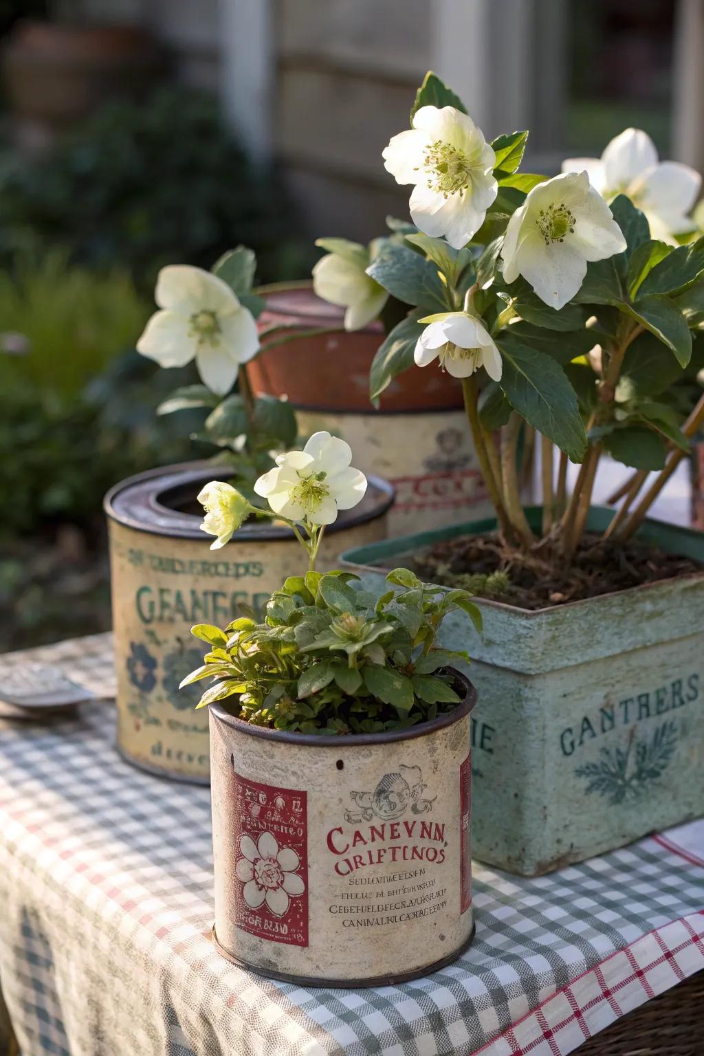 Vintage tea tins offer a nostalgic and creative hellebore display.